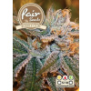 Fair Seeds Bubble Gum neobsahuje THC 10 semen