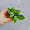 Peperomia pixie baby