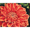 Vymalujsisam.sk Maľovanie podľa čísiel - Červená dahlia Veľkosť: 40x50cm, Rám: Bez rámu, iba zrolované plátno