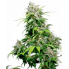 Sensi Seed Bank Sensi Seeds California Indica regular 10ks