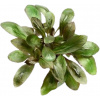 Dennerle Plants Lobelia cardinalis - 1 ks