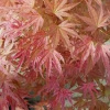 Červené, panašované, ružové javory, sadenice v nádobe 0,5-1l, 15-30 cm (Japonský palmový javor Acer palmatum Butterscotch)