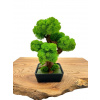 Machový 3D bonsai Green