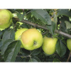 Jesenná jabloň stolové jablko FloraSelf Malus domestica 'Gravensteiner' V 150-180 cm kvetináč 6 l
