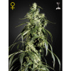 Green House Seed Arjan's Haze 1 Balenie: 10