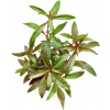 Dennerle Plants Ludwigia glandulosa - 1 ks