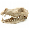 Reptile Nova lebka vlka 27x13x13,5