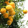 Ekokoza Yuzu, 1 l