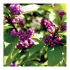 Krásnoplod - Callicarpa acuminata - semená - 8 ks