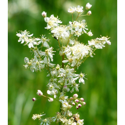 filipendula – Heureka.sk