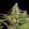 Doctor´s Choice Seeds Cali Crasher Photo Feminized 3 ks
