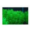AQZ Bacopa myriophylloides Rastliny: /in-Vitro Aqua-art/
