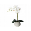 ORCHIDEA S KERAMICKÝM KVETINÁČOM, VÝŠKA 50 CM