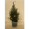 Picea glauca conica s LED svetielkami 19x60 cm