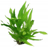 Dennerle Plants Microsorum pteropus - 1 ks