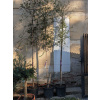 Dub korkový - Quercus suber, výška 300-350cm s kvetináčom