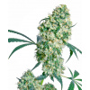 Sensi Seed Bank Sensi Seeds Ed Rosenthal Superbud regular 10ks