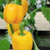 Paprika Baby Bell žltá - Capsicum annuum - semienka - 8 ks