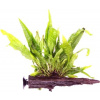 Dennerle Plants Microsorum pteropus na koreni s prísavkou - 1 ks