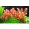 AQZ Rotala wallichii Rastliny: /IN-VITRO-Tropica/