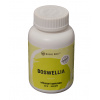 Organická Boswelia seratta 120kps x 450mg extrakt (Redukuje stres a dopady stresu na organizmus, dodáva energiu, zlepšuje metabolizmus a koncentráciu. )