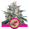 Honey Cream (Fast Flowering) - Royal Queen Balenie: 10ks