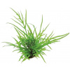 Dennerle Plants Microsorum pteropus Trident - 1 ks