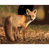 Líška a jeseň, 40×50 cm, vypnuté plátno na rám 5010281