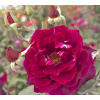 Ruža záhonová - Rosa floribunda ´Spark Selection´- tm.ružová