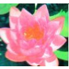 Lekno ´James Brydon´ (Nymphaea ´James Brydon´)
