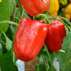 Paprika Bendigo F1 - Capsicum annuum - semienka - 5 ks