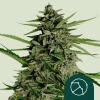 Royal Queen Seeds Semená kanabisu Orion F1 Auto 1 pcs