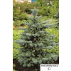 Picea pungens Oldenburg