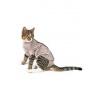 Obleček Body Suit Step'n Go Cats XS béžový BUSTER