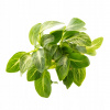 Anubias Barteri var. nana „Stardust“ košík Dennerle RARYTAS