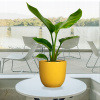 Royal Street (Strelicia Reginae) (Royal Street (Strelicia Reginae))
