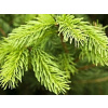 Smrek ztepilý Cupressina (kontajner C3)