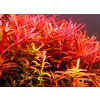 AQZ Rotala rotundifolia Red Rastliny: /in-Vitro LAB Ø 7 cm/