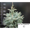 SMRK PICHLAVÝ - PICEA PUNGENS 'BLUE TRINKET'