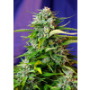 Sweet Seeds Jack 47 Auto Balenie: 3+1