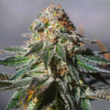Exclusive Seeds Bank - Auto Oxus 1 ks - Semená neobsahujú THC