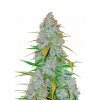 Californian Snow Auto Feminizované Semená - 1