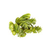 Salvinia natans