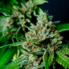 Exclusive Seeds Bank - Auto Nemo 3 ks - Semená neobsahujú THC