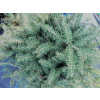 PICEA ABIES NIDIFORMIS