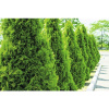 Tuja západná FloraSelf thuja occidentalis 'Smaragd' 175-200 cm kvetináč 18 l
