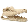 ReptiEye Krokodília lebka 13,8 cm Repti Planet