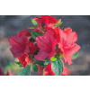 Rododendrony a azalky červené, ružové sadenice v 2-3l nádobe, 20-30 cm (JAPONSKÁ AZALEA ČERVENÁ MUNEIRA KRÁSNY BUSH C)