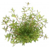 Dennerle Plants Rotala rotundifolia Laos - 1 ks