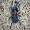 Holothele longipes Samec